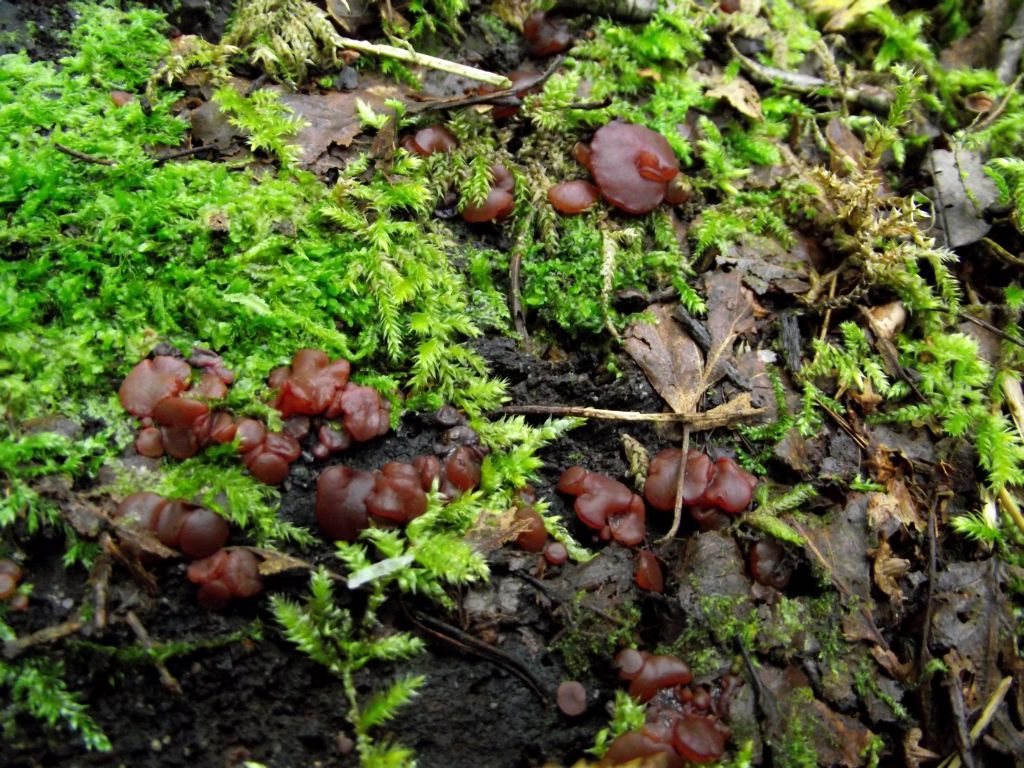 Großsporiger Gallertbecher - Blick von schräg oben. Zu erkennen sind gallertartige Gebilde die hier eine fleischrötliche Farbe haben. 